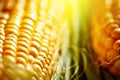 Fresh corn on cobs on rustic wooden table, closeup. Harvest Festival. Autumn background. Selective focus. Horizontal. Royalty Free Stock Photo