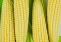 Fresh corn on cobs on rustic wooden table, closeup.