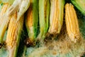 Fresh corn on cobs on rustic wooden table, closeup Royalty Free Stock Photo