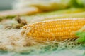 A selective focus picture of corn cob in organic corn field. Royalty Free Stock Photo