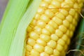 Fresh corn on cobs and sweet corn ears on rustic wooden table background close up Royalty Free Stock Photo