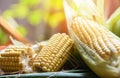 Fresh corn on cobs and sweet corn ears   on table nature sunlight background Royalty Free Stock Photo