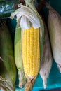 Fresh corn on cobs on table. Organic fresh yellow corn on cobs. Yellow corn on the cob for sale in market. Royalty Free Stock Photo