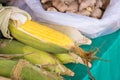 Fresh corn on cobs on table. Organic fresh yellow corn on cobs. Yellow corn on the cob for sale in market. Royalty Free Stock Photo