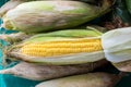 Fresh corn on cobs on table. Organic fresh yellow corn on cobs. Yellow corn on the cob for sale in market. Royalty Free Stock Photo