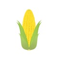 Fresh corn on cobs on a white background. Royalty Free Stock Photo