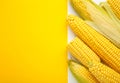 Fresh corn on cobs on white and yellow background Royalty Free Stock Photo