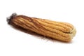 Fresh corn or Corncob or maize on white background