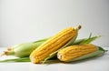 Fresh corn ears with partial husks arranged on white surface and background Royalty Free Stock Photo