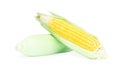 Fresh corn ears on white background. Royalty Free Stock Photo