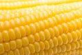 Fresh corn in farm closeup image worm light