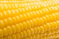 Fresh corn in farm closeup image worm light