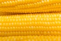 Fresh corn in farm closeup image worm light