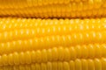 Fresh corn in farm closeup image worm light