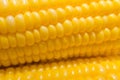 Fresh corn in farm closeup image worm light