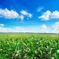 Fresh corn field with young plants and blue sky Royalty Free Stock Photo