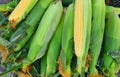 Fresh corn green Royalty Free Stock Photo