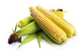 Fresh corn with green leaves still life vegetables. Royalty Free Stock Photo