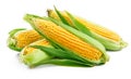 Fresh corn with green leaves still life vegetables Royalty Free Stock Photo