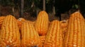 Fresh corn on the ground, background is blurred Royalty Free Stock Photo
