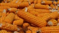 Fresh corn on the ground Royalty Free Stock Photo