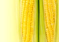 Fresh Corn