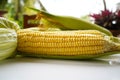 Fresh corn or maize isolated in white background Royalty Free Stock Photo