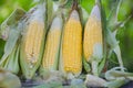 Fresh corn on nature green field background, Corn on the cob, sweet corn for cooking food, harvest ripe corn organic Royalty Free Stock Photo