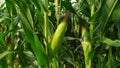 Fresh corn ready to harvest Royalty Free Stock Photo