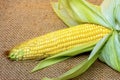 Fresh corn on sack background texture