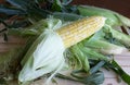 Fresh Corn Stalks from the Farm Stand Royalty Free Stock Photo