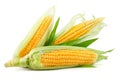 Fresh corn vegetable with green leaves Royalty Free Stock Photo