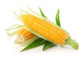 Fresh corn vegetable with green leaves Royalty Free Stock Photo