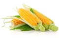 Fresh corn vegetable with green leaves Royalty Free Stock Photo