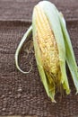 Fresh corn vegetable with green leaves Royalty Free Stock Photo