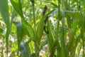 fresh corn vegetables on corn plant Royalty Free Stock Photo