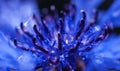 fresh cornflower background, raindrops, close-up Royalty Free Stock Photo