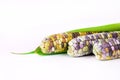 Fresh corns, colorful corn, sweet corn, purple maize on white