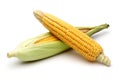 Fresh corns with green leaves