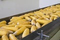 Fresh corns on transmission belt in factory Royalty Free Stock Photo