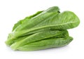 Fresh cos lettuce isolated on white background Royalty Free Stock Photo