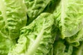 Fresh cos lettuce romaine, Green leaf vegetable background Royalty Free Stock Photo