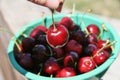 Fresh Countryside Cherries in a Bowl. Outdoor Red Healthy Small Fruits in Summer Harvest Agriculture Picking. Royalty Free Stock Photo