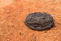 Fresh cow dung Royalty Free Stock Photo