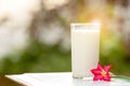 Fresh cow milk in a glass,placed on white wooden plate with red plumeria flowers beside the green background Drinking milk Royalty Free Stock Photo