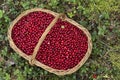 Fresh Cowberries in a Basket in the Forest Royalty Free Stock Photo