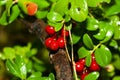 Fresh cowberries in the forest Royalty Free Stock Photo