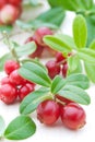Fresh cowberry Royalty Free Stock Photo