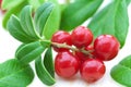 Fresh cowberry Royalty Free Stock Photo