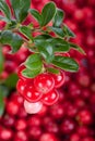 Fresh cowberry with green leaves